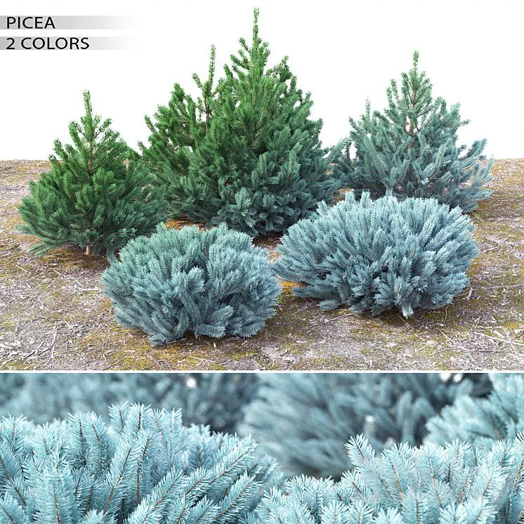 Spruce